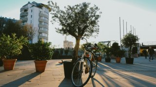 Bicycle leaning against a tree in Düsseldorf's Media Harbor.